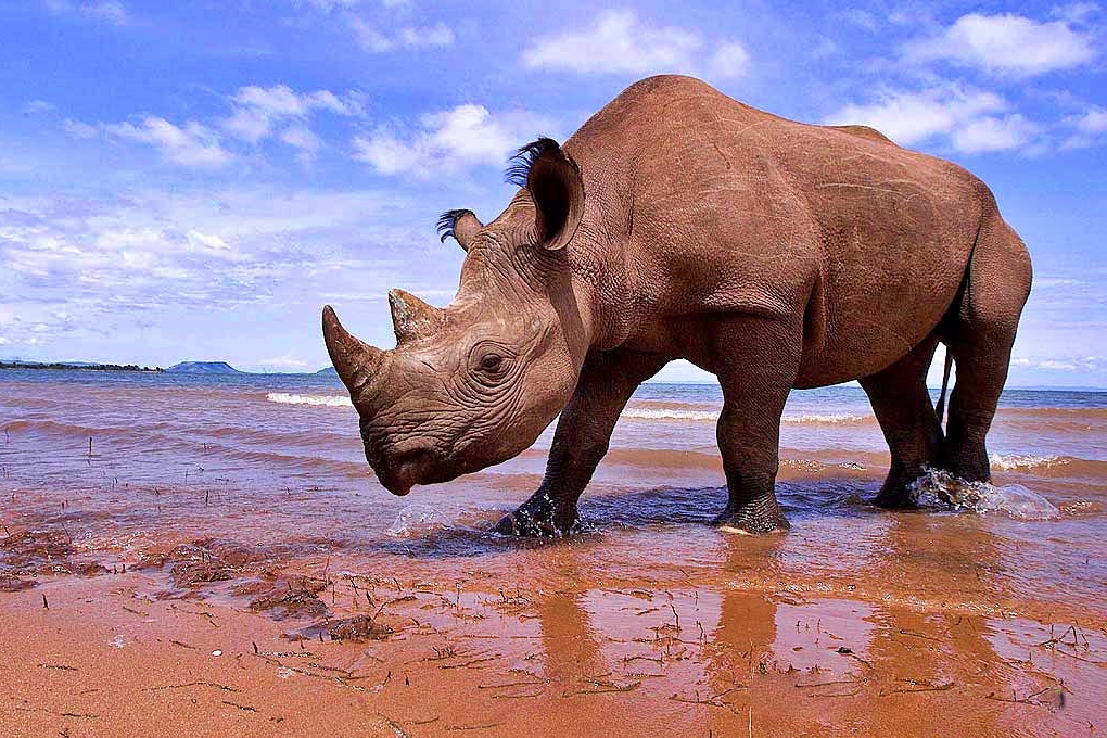 world rhino day