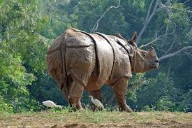 World Rhino Day 2020