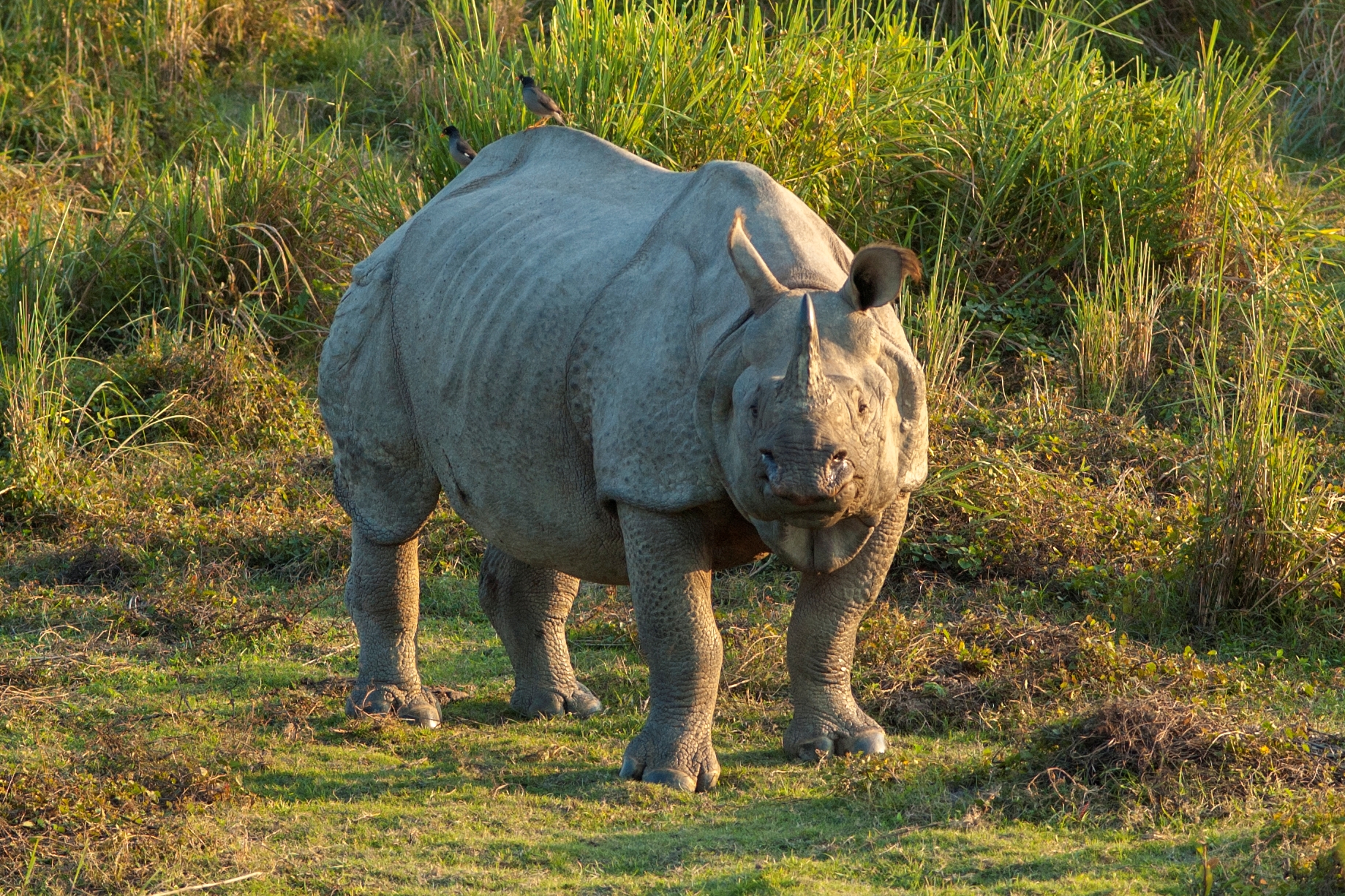 World Rhino Day 2020