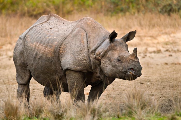 World Rhino Day 2020