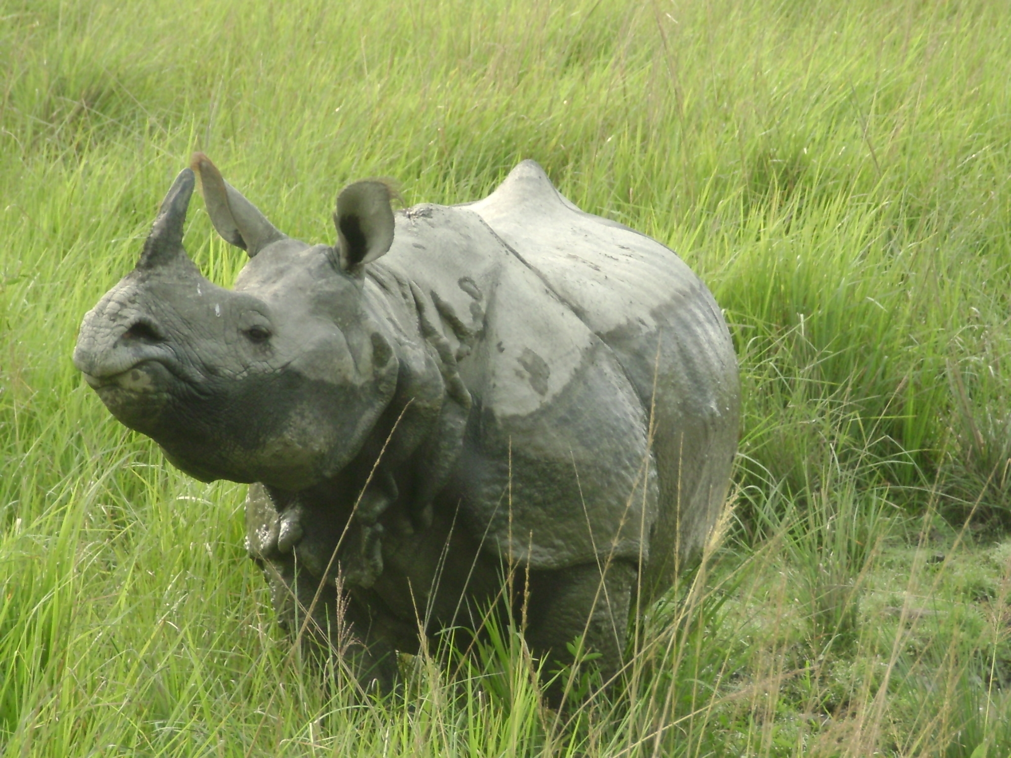 World Rhino Day 2020