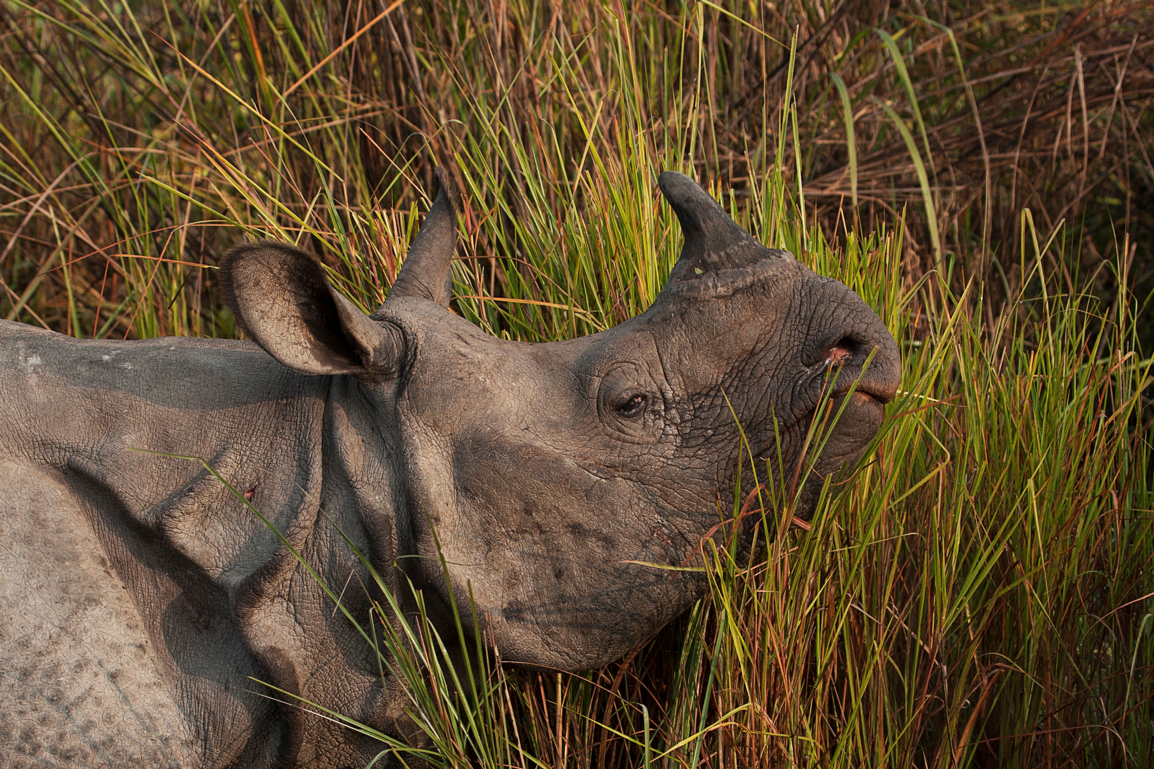 World Rhino Day 2020