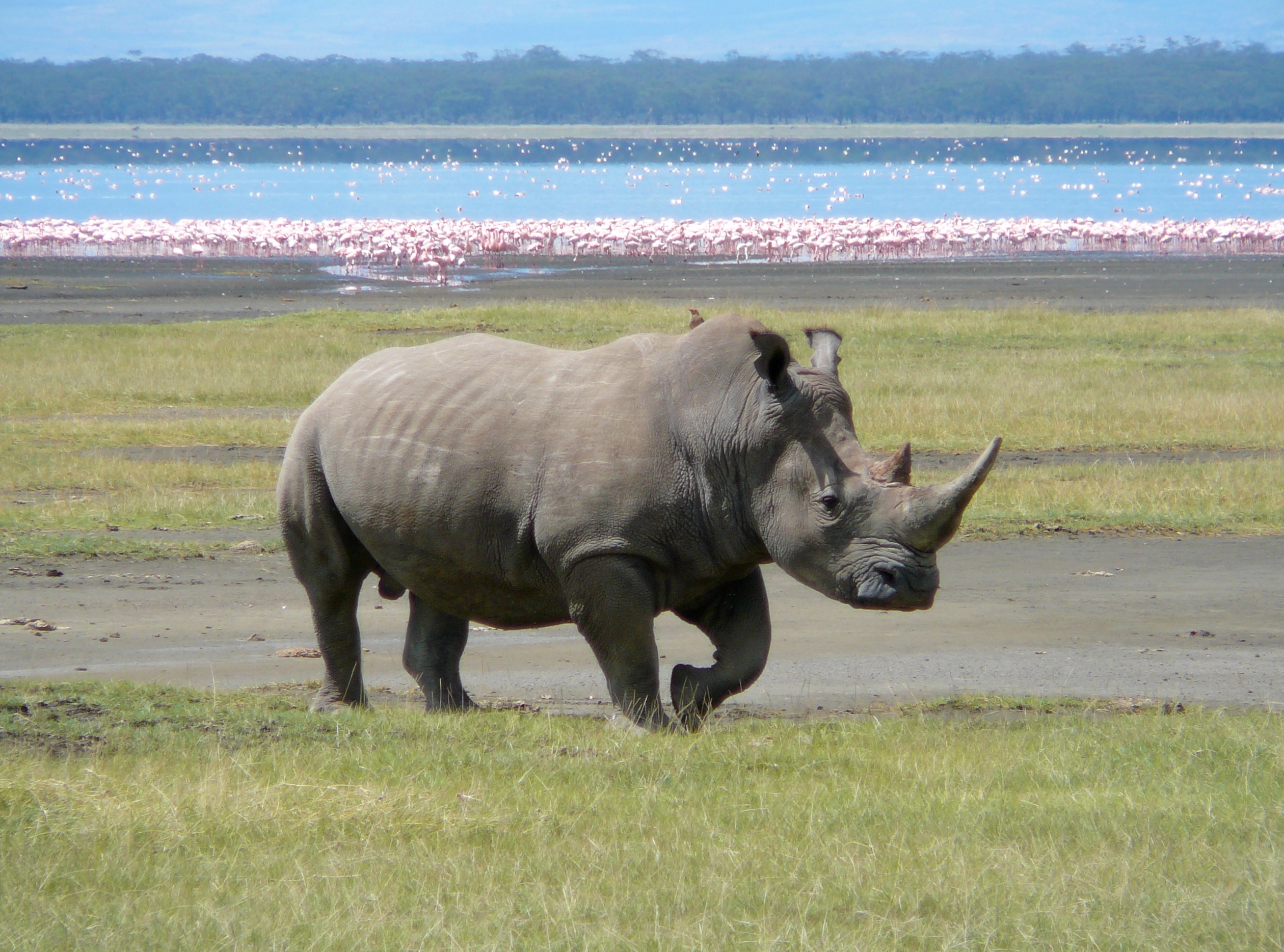 World Rhino Day 2020