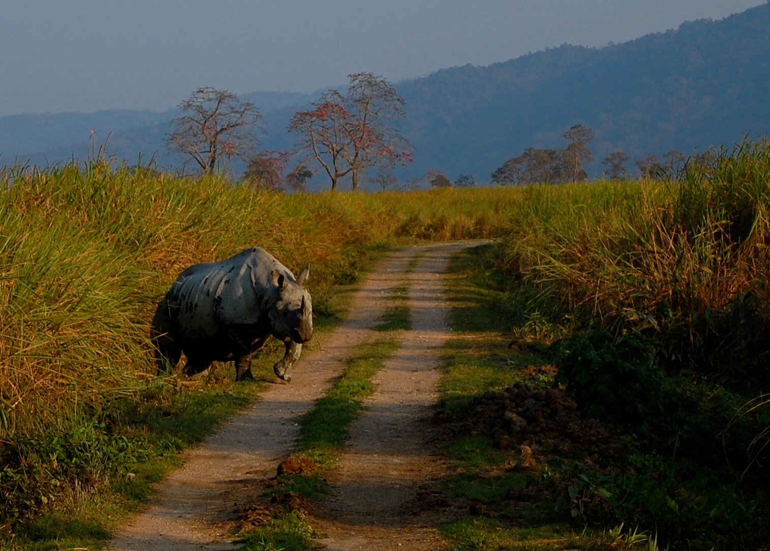 World Rhino Day 2020