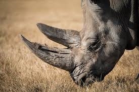 World Rhino Day 2020