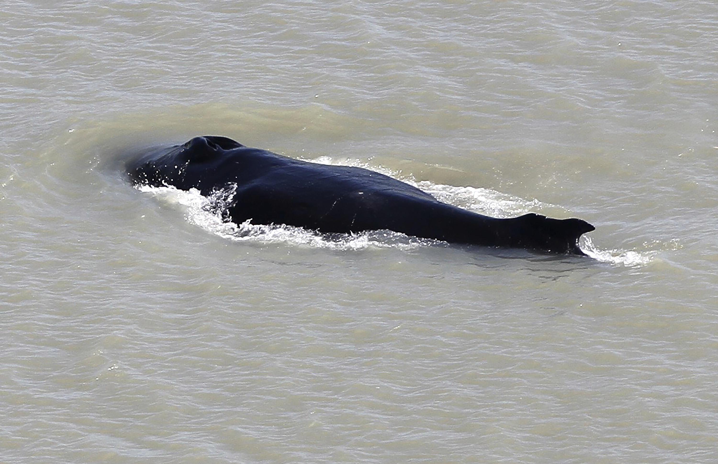 Slug 88 whales rescued from Australia's worst mass beaching