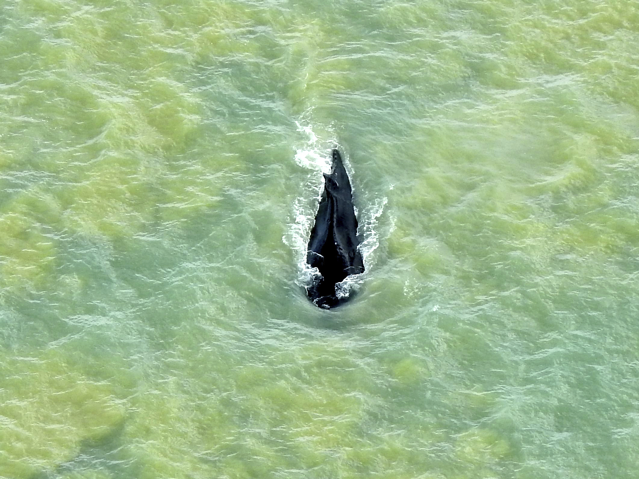 Slug 88 whales rescued from Australia's worst mass beaching