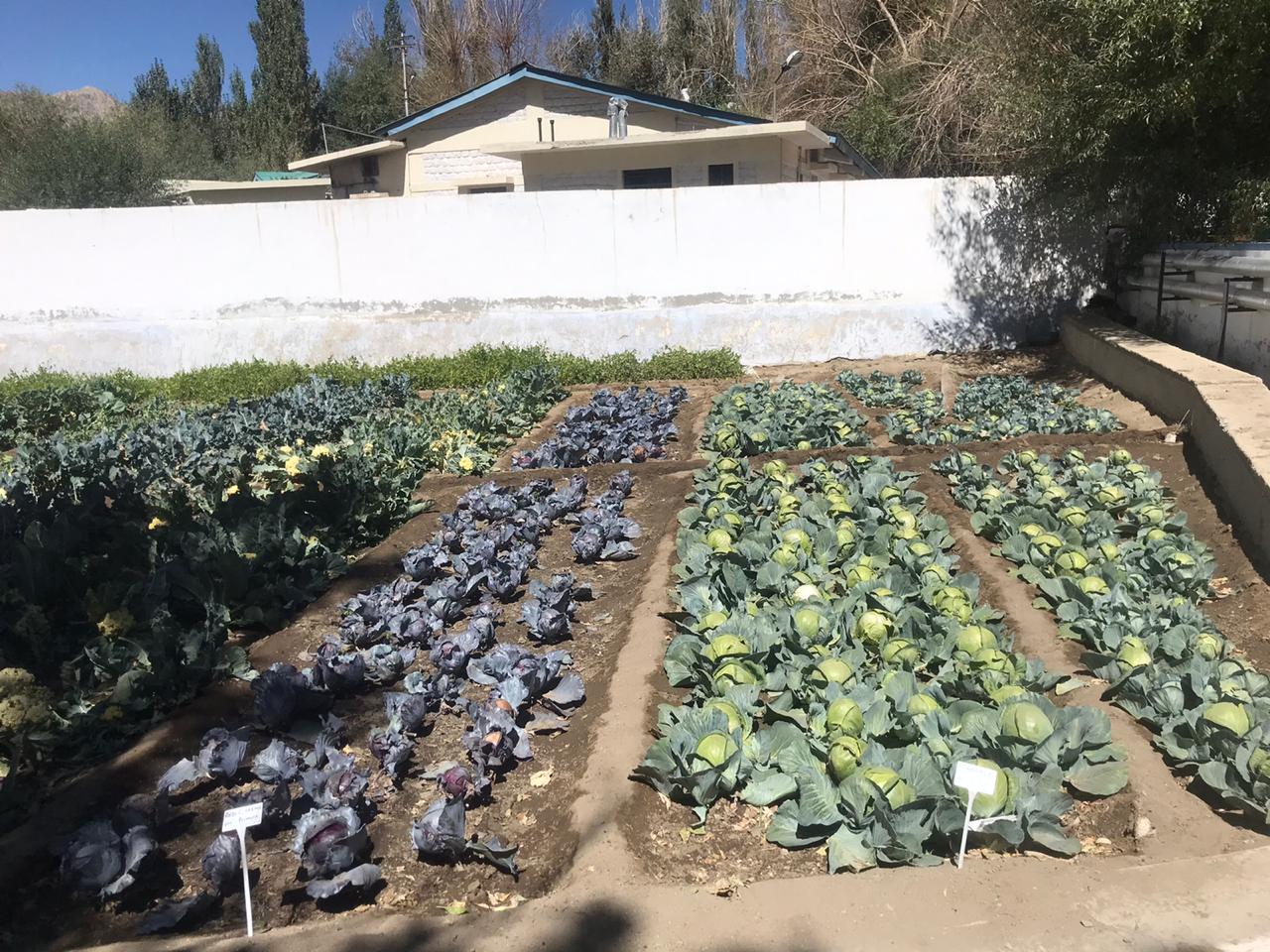 Vegetables like cabbage, cauliflower and tomatos are being grown