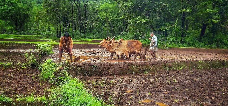 Is this how to give assurance to the farmers?