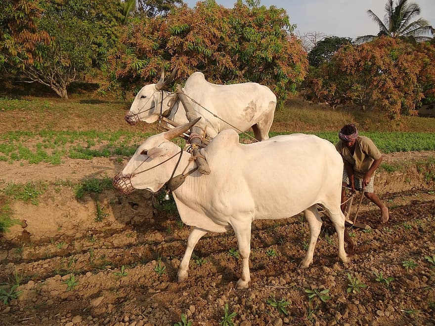 Is this how to give assurance to the farmers?