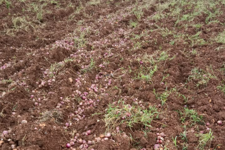 Onion crop Destroy