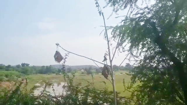 राजस्थान हिंदी न्यूज, Dungarpur Plantation Program