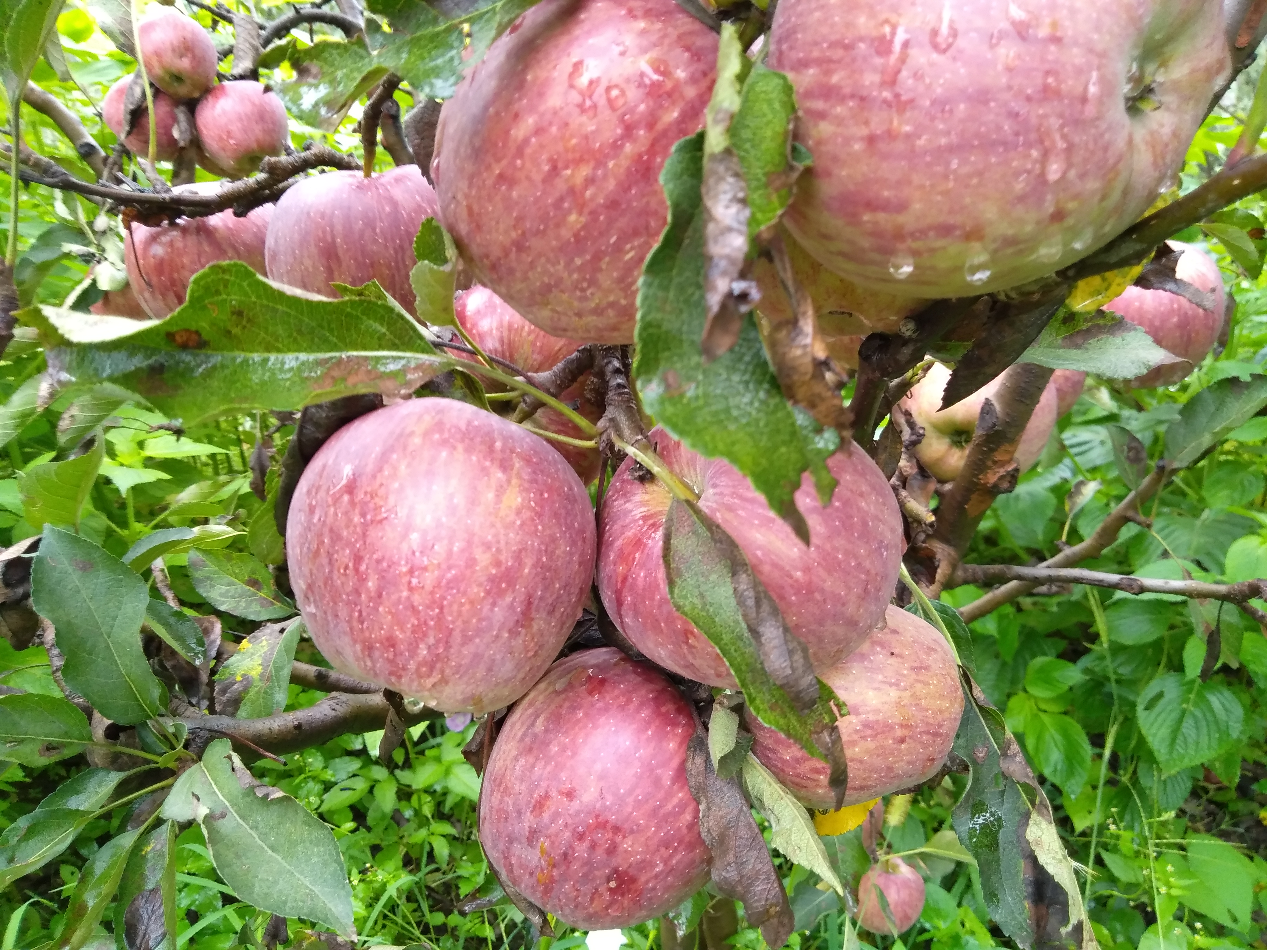 uttarakhand apple