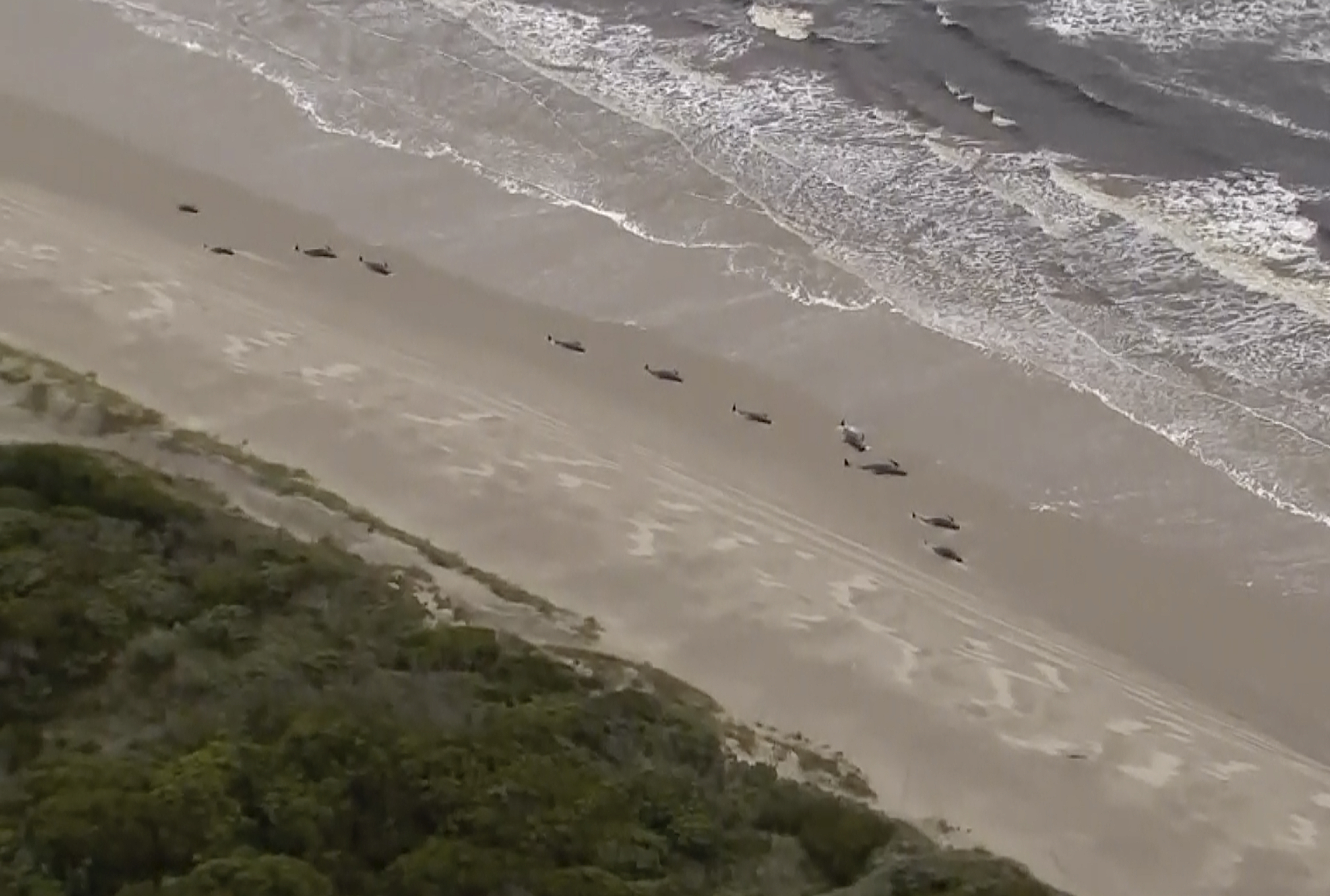 Australia whales