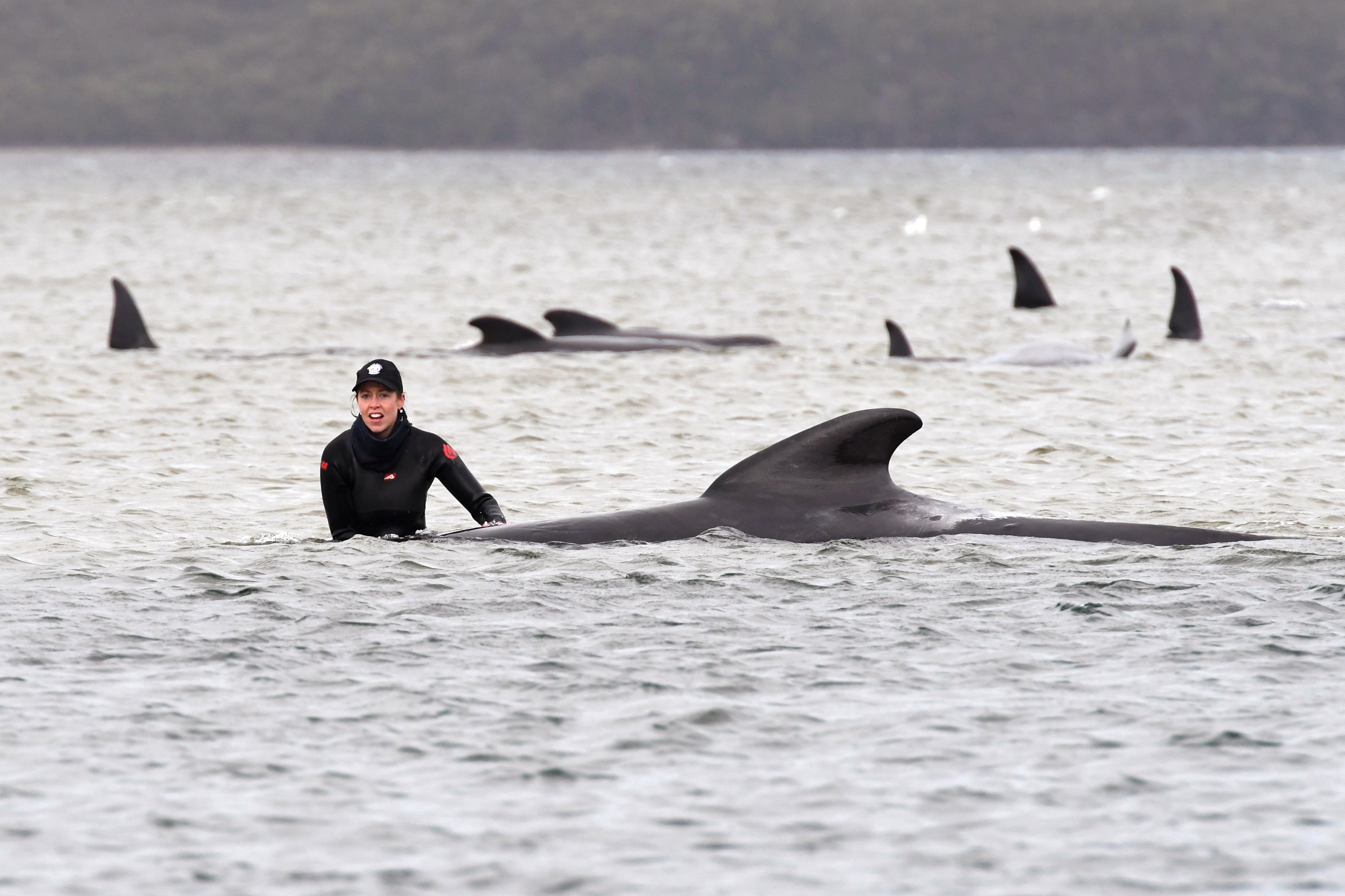 Australia whales