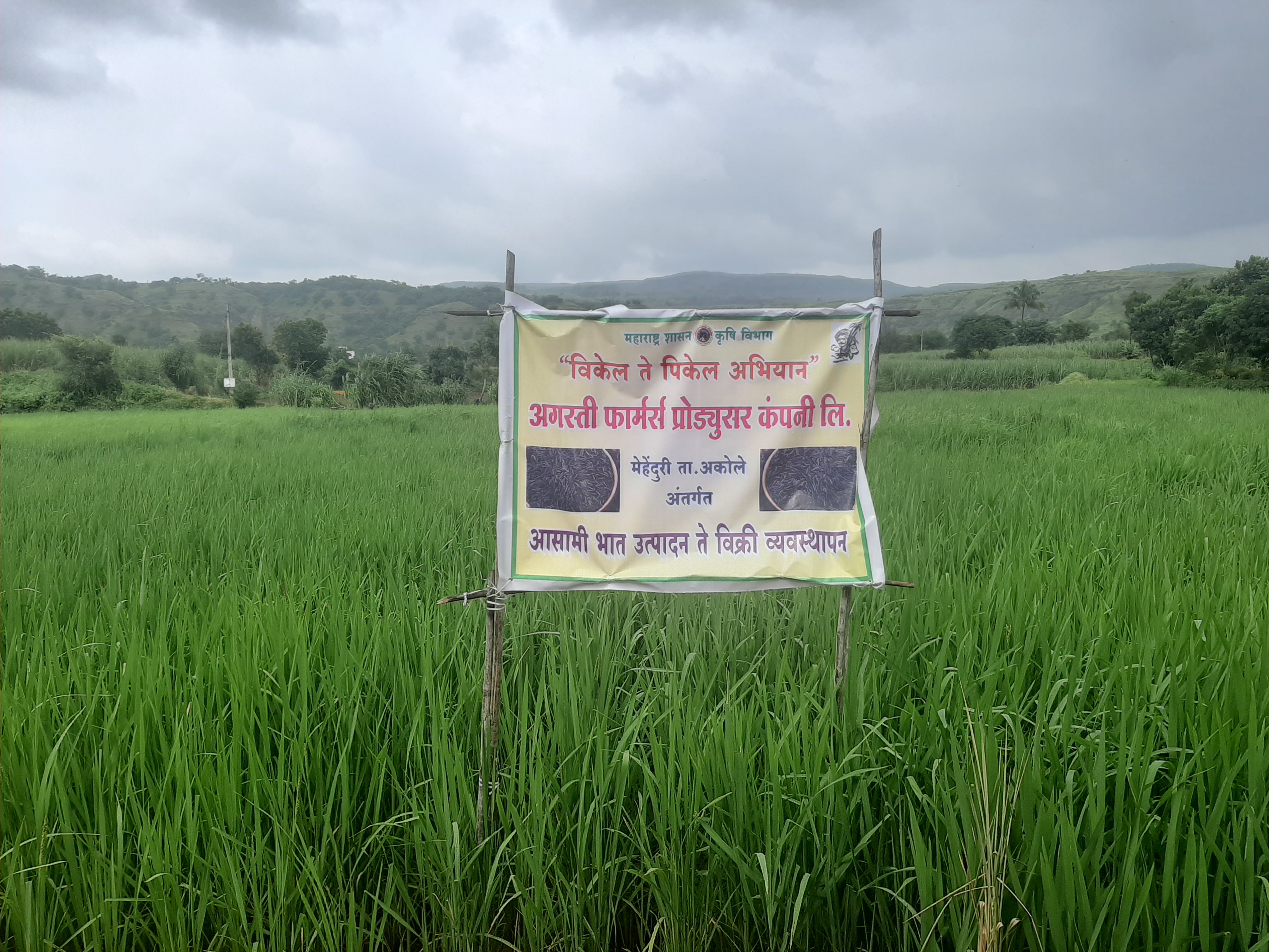 Indian farmers grow Indonesia's famous blue rice