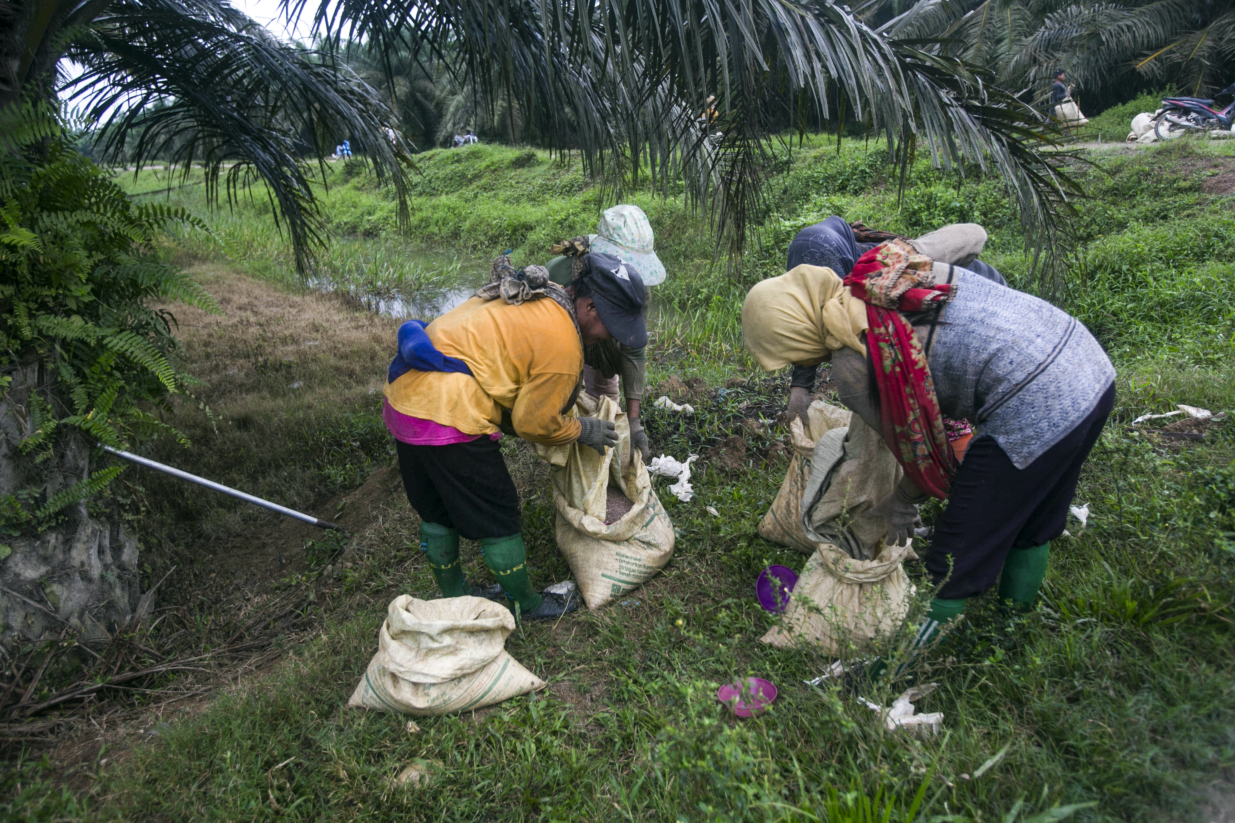 Palm oil labour abuses