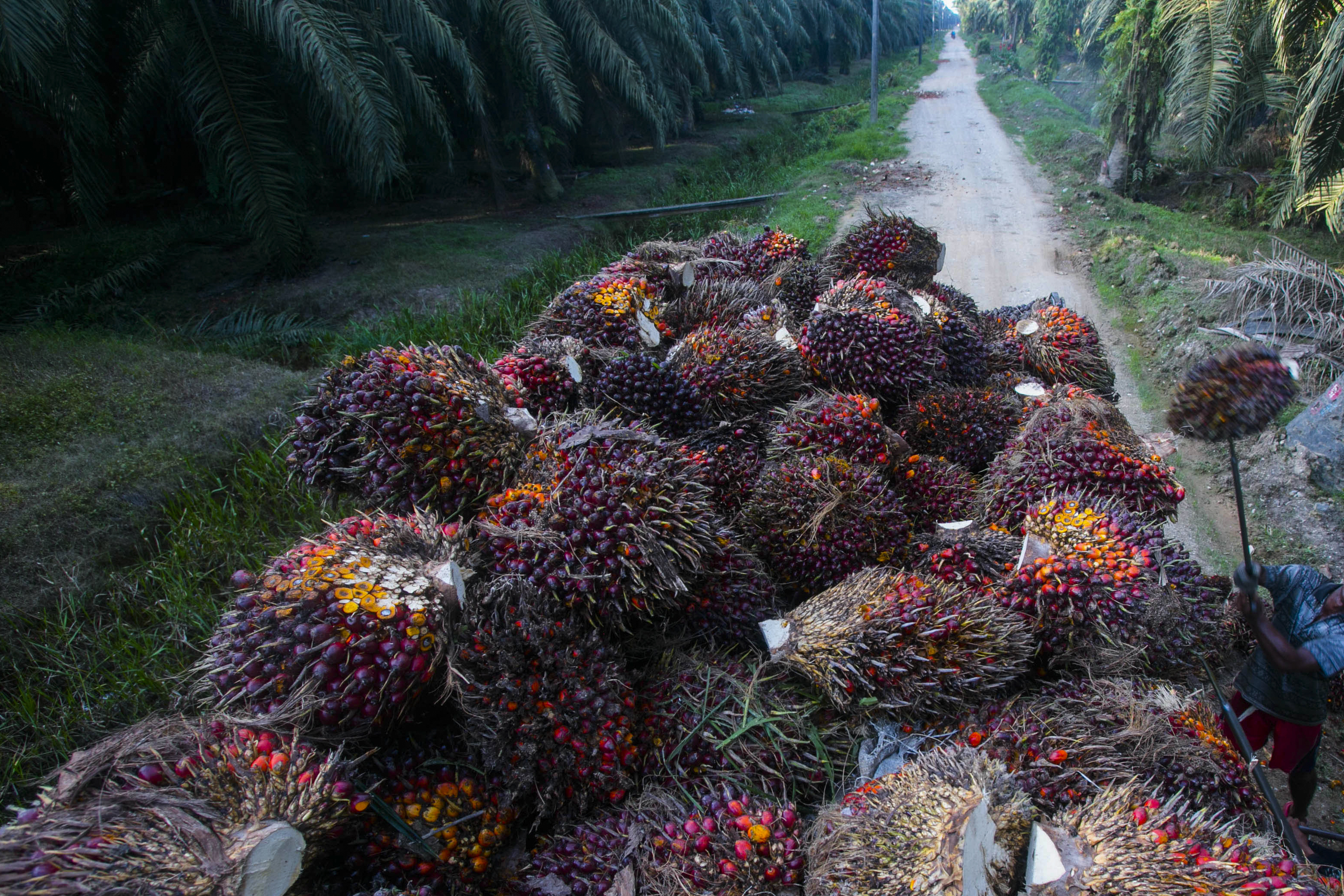 Palm oil labour abuses