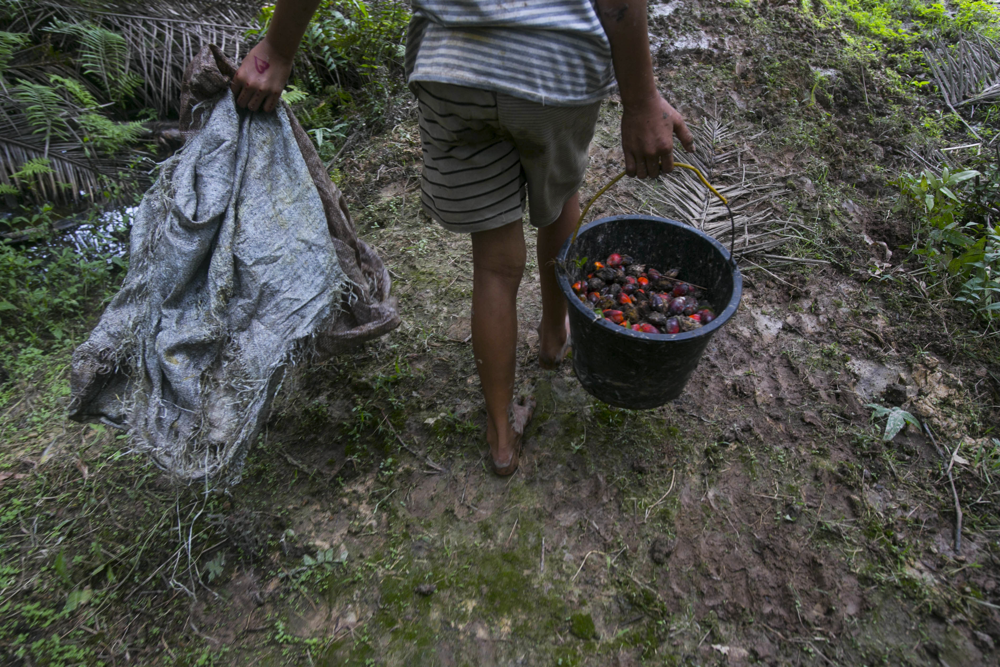 Palm oil labour abuses