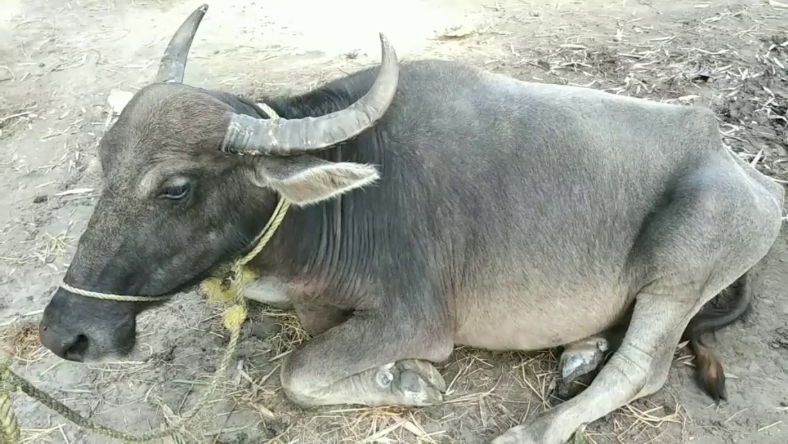 বিলাসীপাৰাত এইবাৰ গৰু ম'হৰ ছিণ্ডিকেট