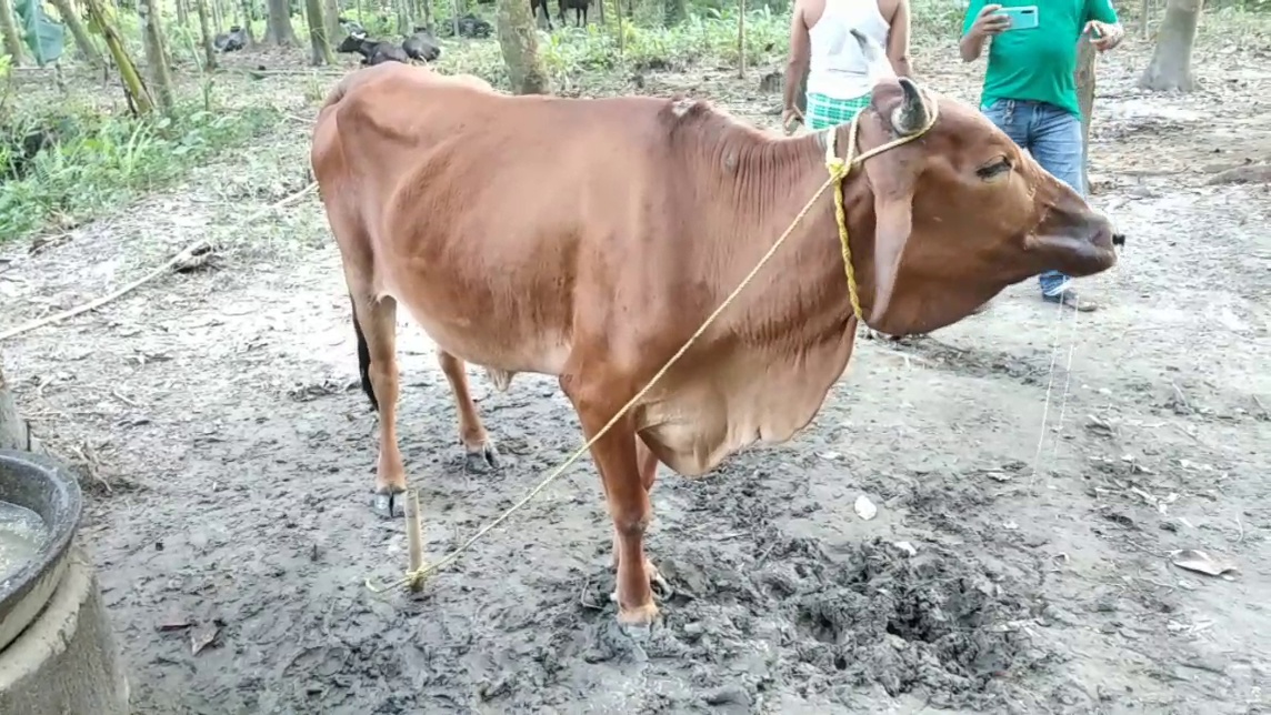 বিলাসীপাৰাত এইবাৰ গৰু ম'হৰ ছিণ্ডিকেট