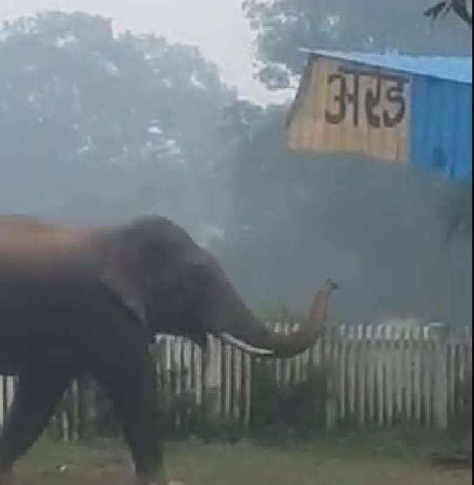 Elephant seen in Arand railway station of Mahasamund
