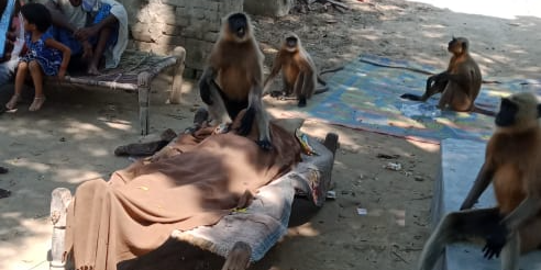 Monkeys appear to console mourners at a funeral in UP