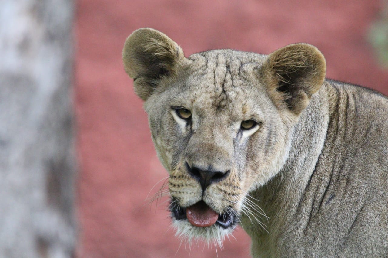 The female is an African lion