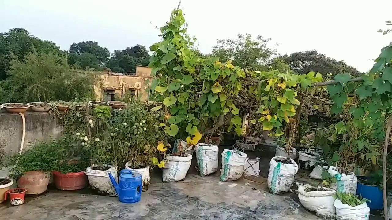 grown vegetables on the roof of the house