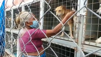 70-year-old woman foster cares more than 40 street dogs with her meagre resources