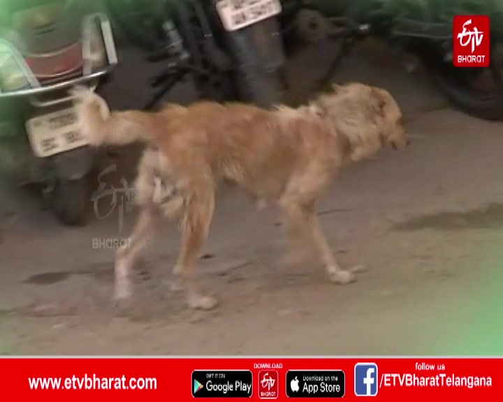 70-year-old woman foster cares more than 40 street dogs with her meagre resources