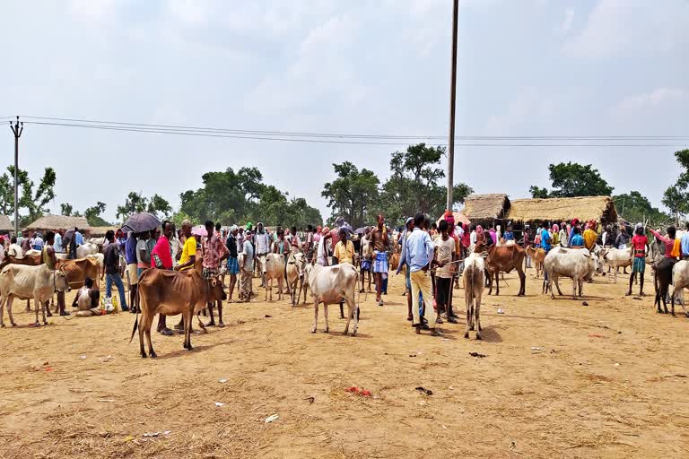 Cow smuggling in Birbhum