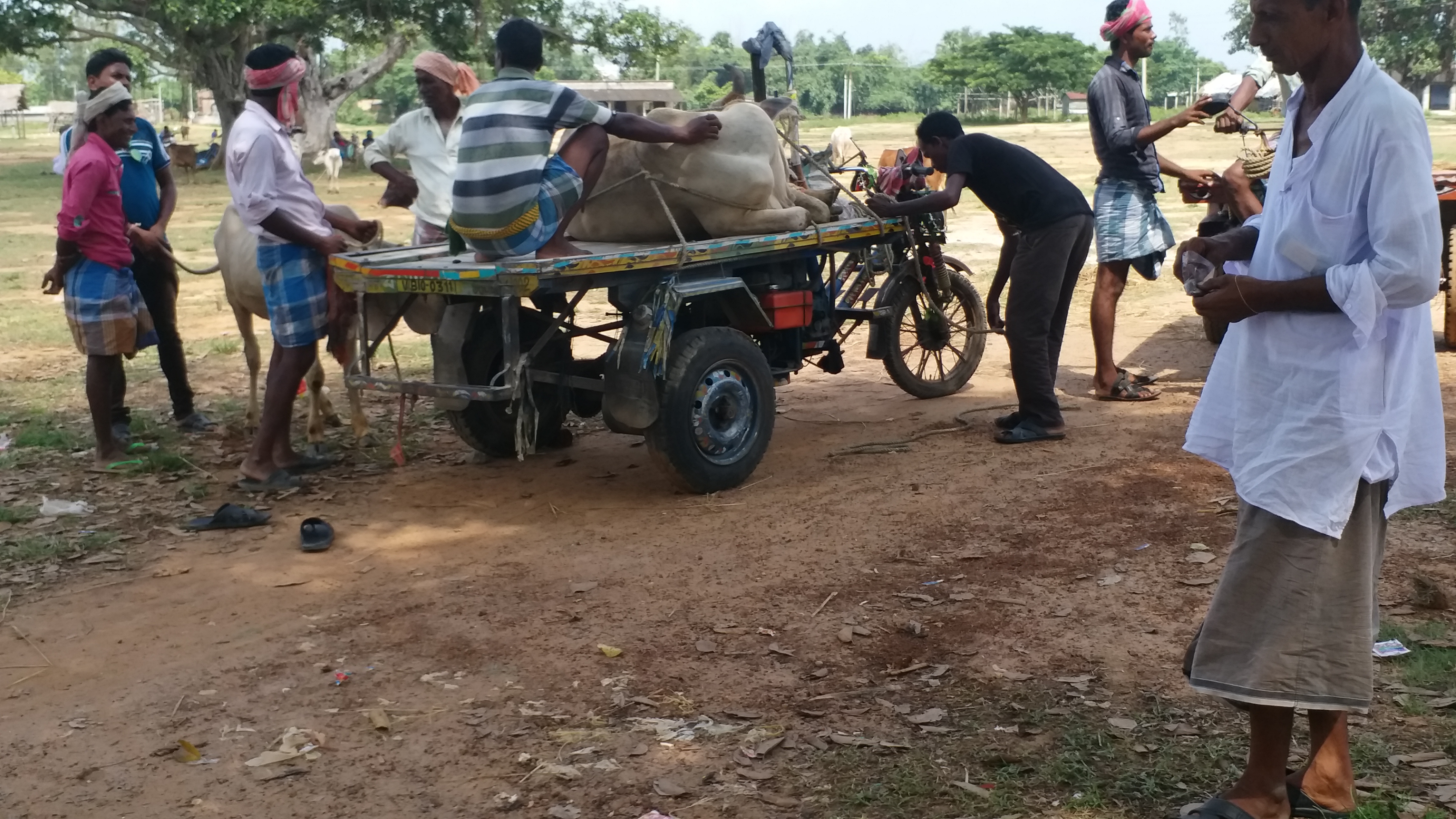 Cow smuggling in Birbhum