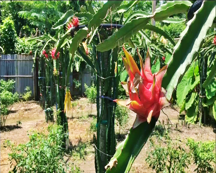 dragon fruit cultivation at Siliguri