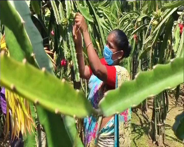 dragon fruit cultivation at Siliguri