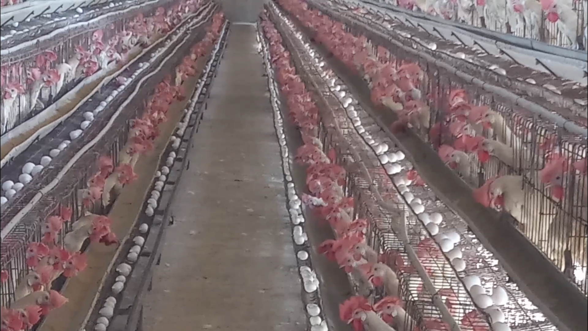 Poultry farms started buzzing again