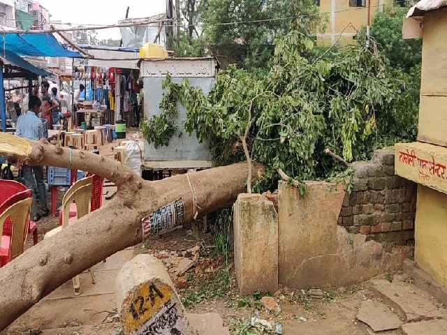 Felling of trees in Bemetara