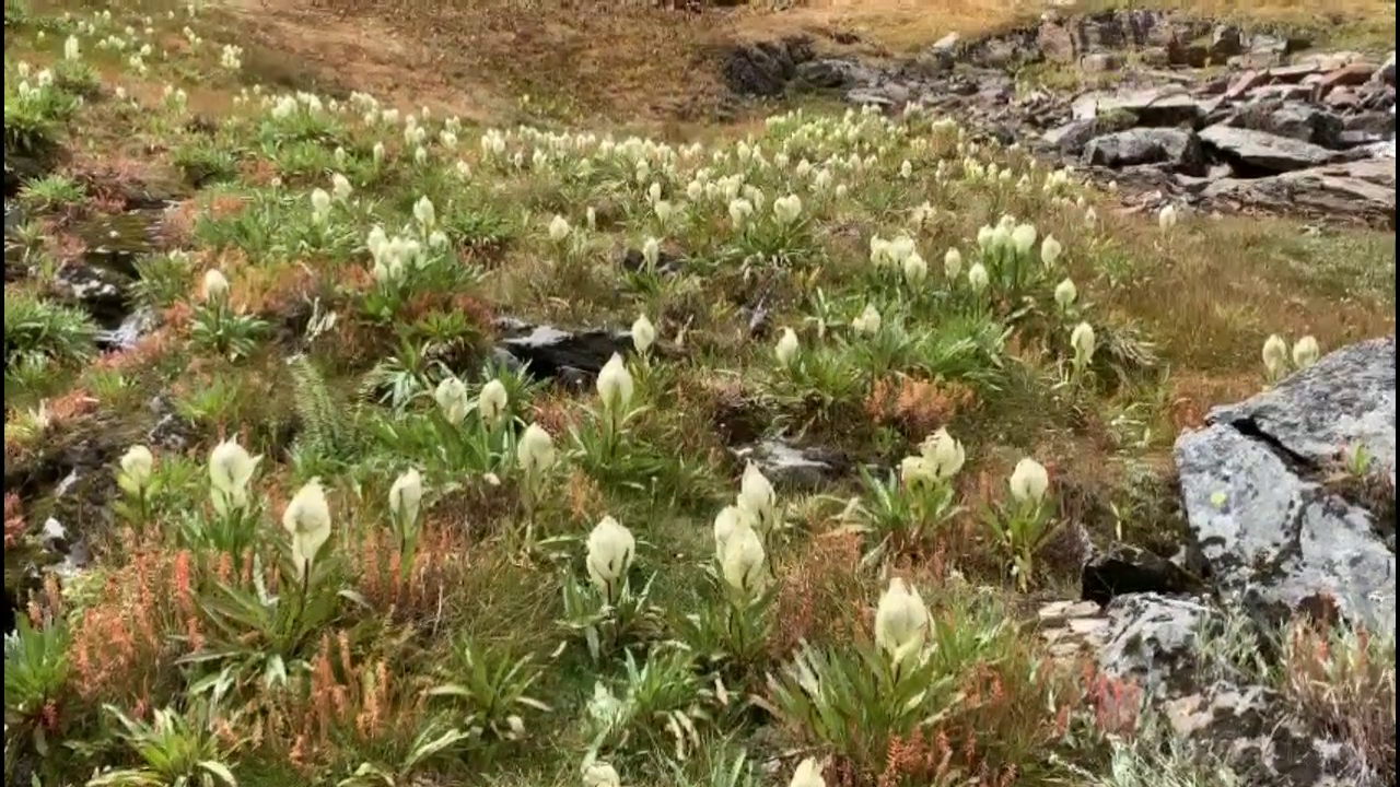 brahma kamal bloomed