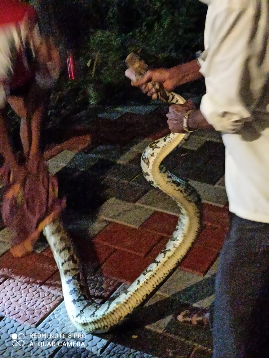 Brave boy scares off python that bit him in Karnataka