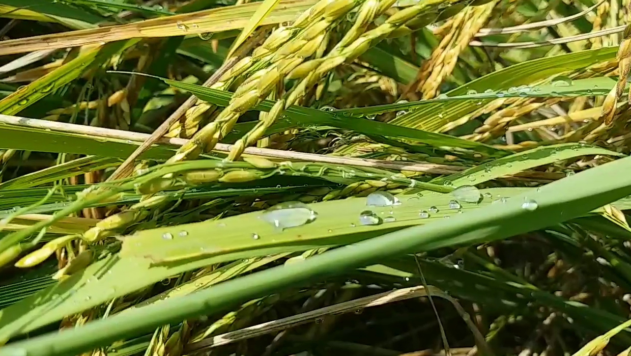 Farmers of Marigaon are overjoyed to see the paddy being planted behind the flood