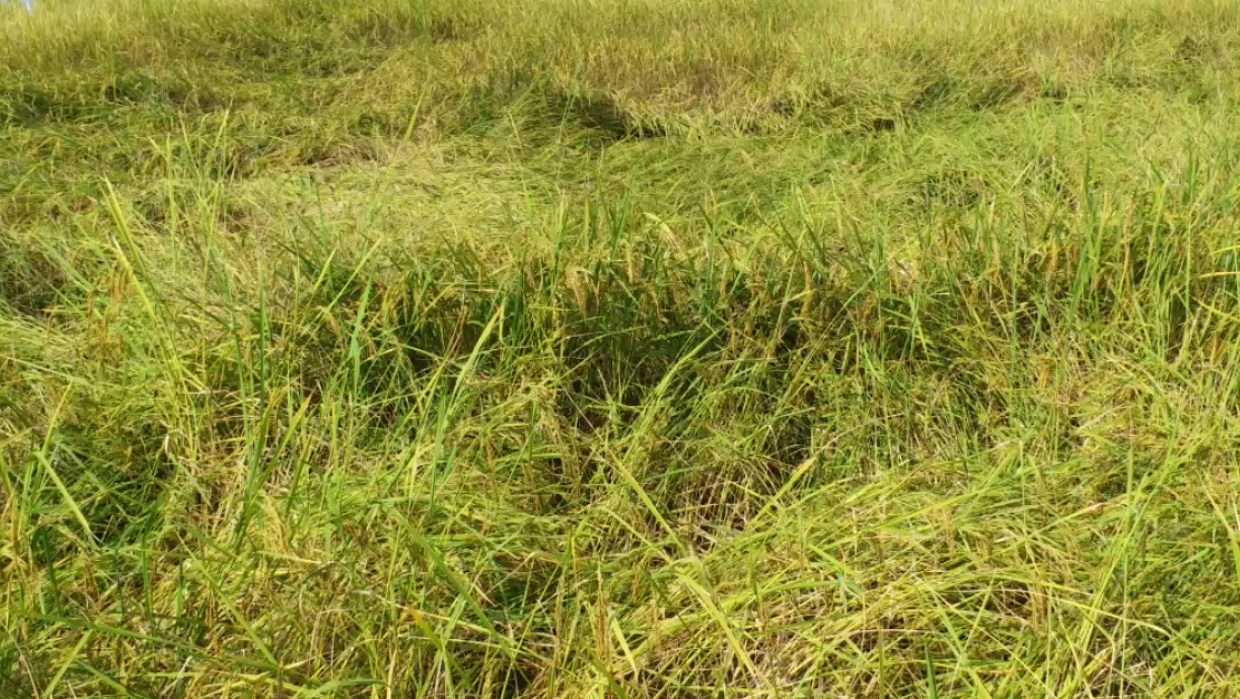 Farmers of Marigaon are overjoyed to see the paddy being planted behind the flood