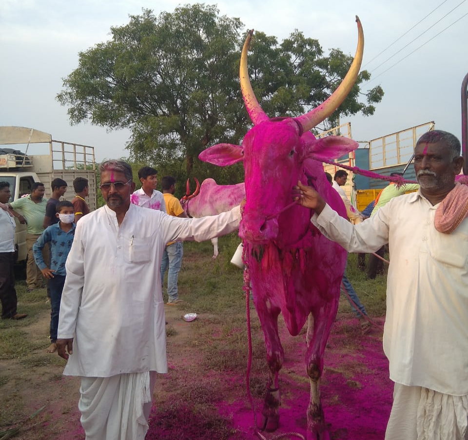 Oxes sold for Rs 17 lakhs in Bagalkote, Karnataka