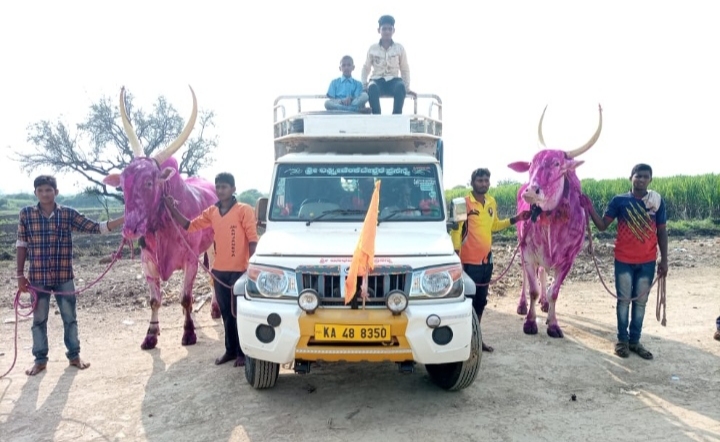 Oxes sold for Rs 17 lakhs in Bagalkote, Karnataka