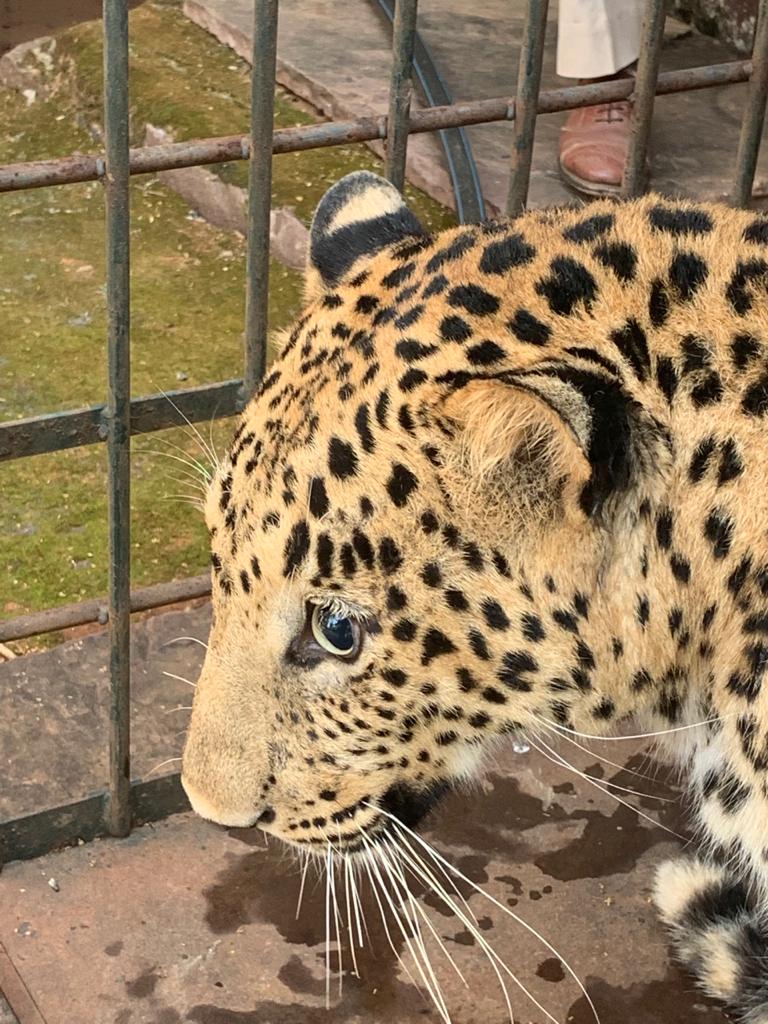 Wounded leopard