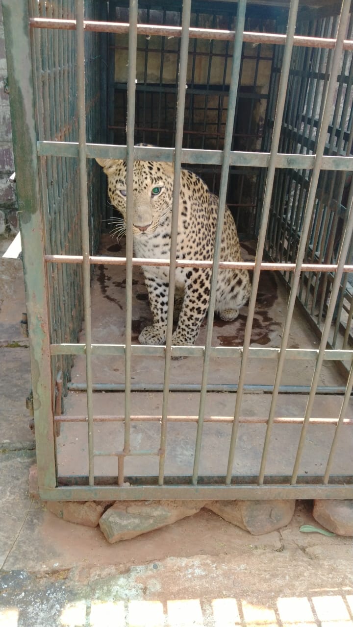 Wounded leopard