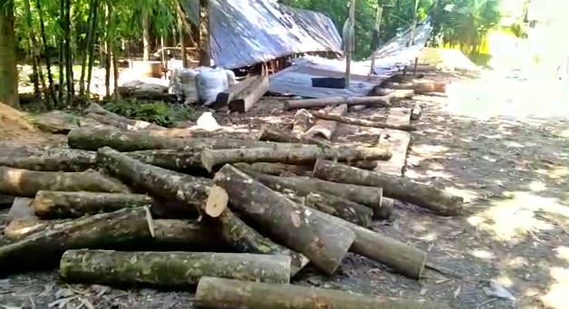 Sawmill and illegal wood seized in Jania