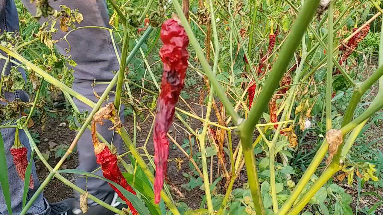 virus attack on red chilli