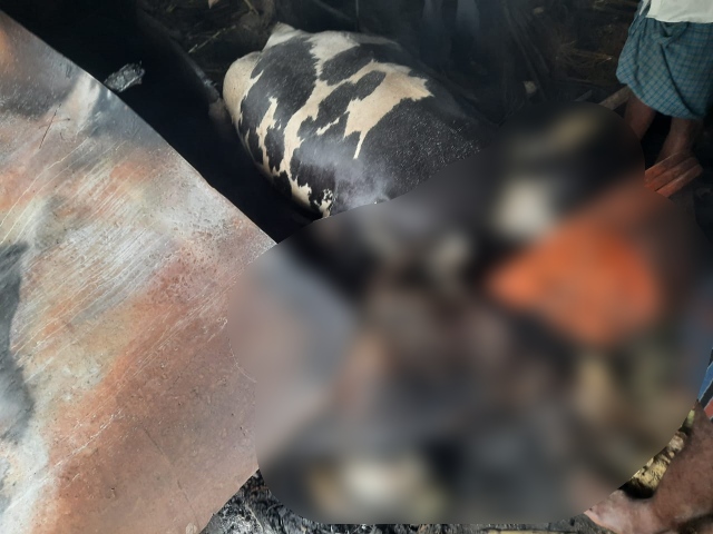 3 cows burnt alive in hubli