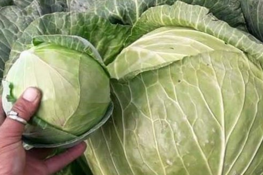 Lahaul spiti farmer produce 17 kg cauliflower