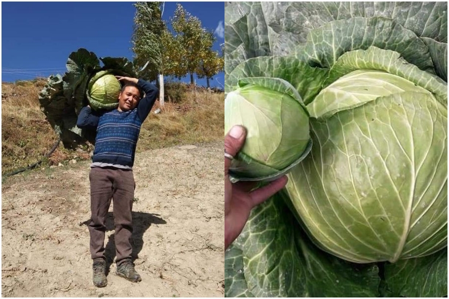 Lahaul spiti farmer produce 17 kg cauliflower